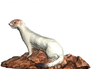 ermine Modelo 3D