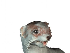 ermine Modelo 3D