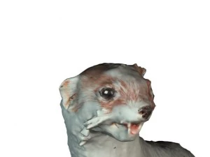 ermine 3D Model