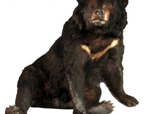 bear 3D Model