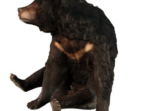 bear 3D Model