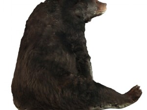 bear 3D Model
