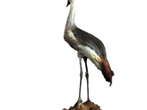 grey cranebird 3D Model