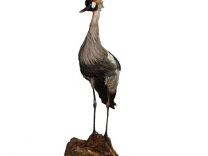 grey cranebird 3D Model