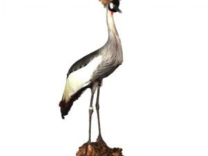 grey cranebird 3D Model