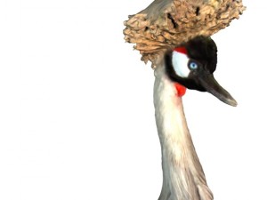 grey cranebird 3D Model
