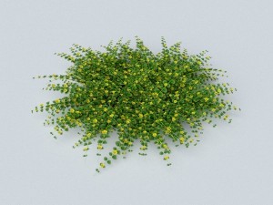 loosestrife bush 3D Model
