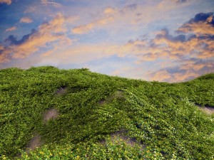 loosestrife bush 3Dモデル