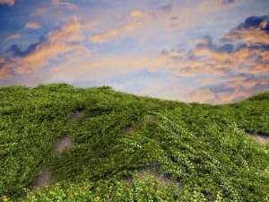 loosestrife bush 3D Model