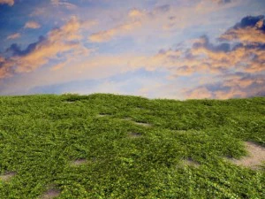 loosestrife bush 3D Model