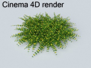 loosestrife bush 3Dモデル