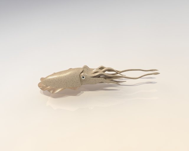 cuttlefish 3D 模型 .c4d .max .obj .3ds .fbx .stl .blend 