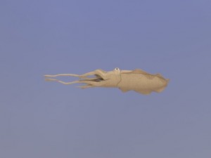 cuttlefish 3D 模型