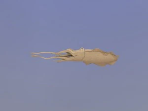cuttlefish 3D Model