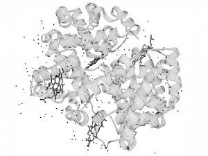 haemoglobin molecule structure Modello 3D