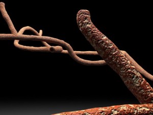 microscopic ebola virus Modello 3D
