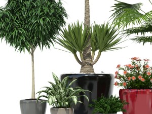 plants collection lechuza classico 3D मॉडल