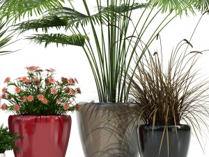 plants collection lechuza classico 3D मॉडल