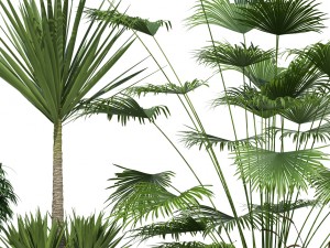 plants collection lechuza classico 3D मॉडल