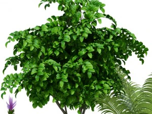 plants collection lechuza diamante delta 3D Model