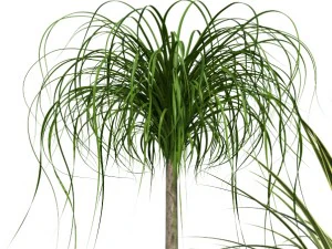 plants collection lechuza rondo 3D Model