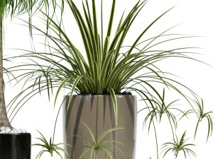 plants collection lechuza rondo Modèle 3D