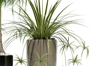 plants collection lechuza rondo 3D Model