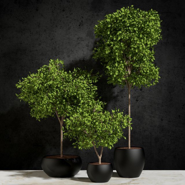 plants ficus benjamin 3D Модель .c4d .max .obj .3ds .fbx .stl .blend 