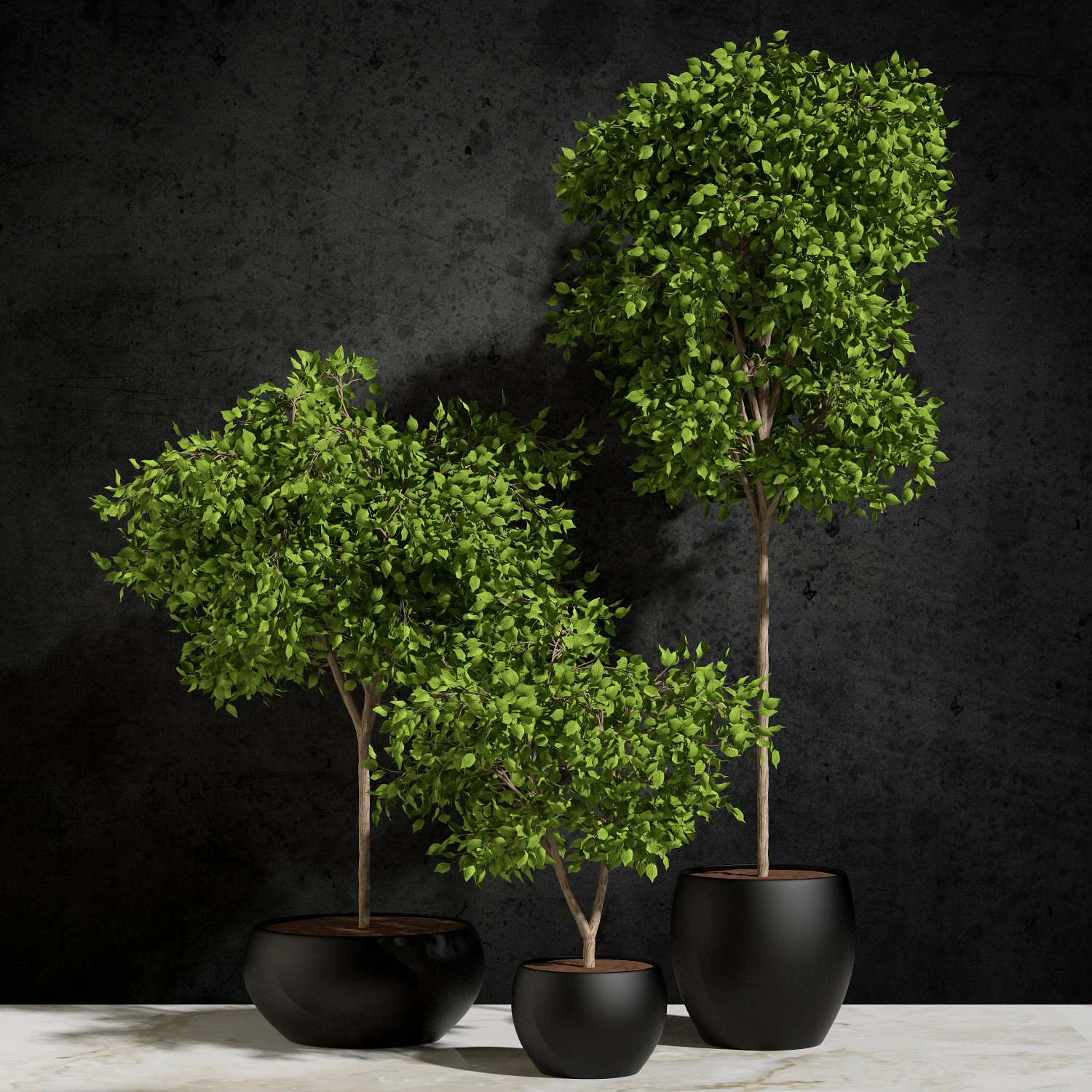 plants ficus benjamin 3D Model .c4d .max .obj .3ds .fbx .stl .blend 