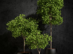 plants ficus benjamin 3D Модель