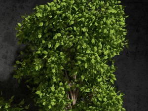 plants ficus benjamin 3D Model
