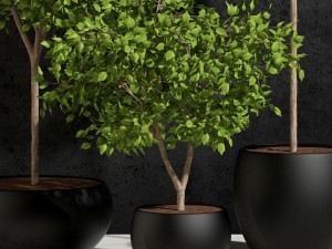 plants ficus benjamin 3D Модель