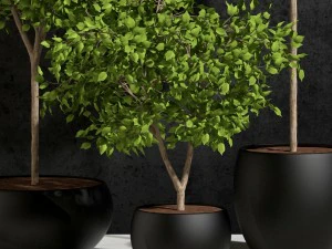plants ficus benjamin 3D Model