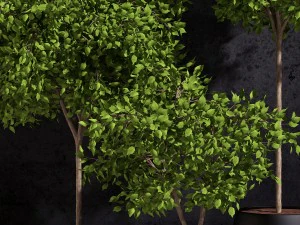 plants ficus benjamin 3D Model