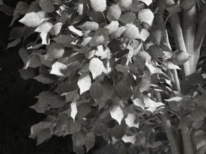 plants ficus benjamin 3D Модель