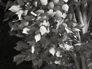 plants ficus benjamin 3D Model