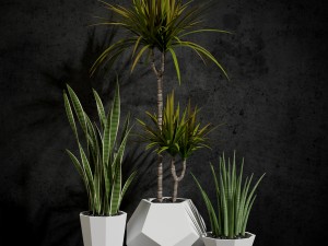 room plants 03 3Dモデル