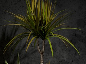 room plants 03 Modello 3D