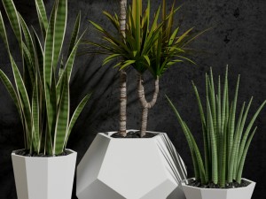 room plants 03 Modello 3D