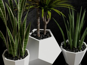 room plants 03 Modello 3D