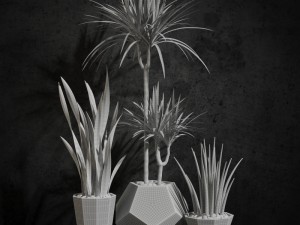 room plants 03 Modello 3D