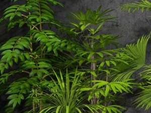 room plants 3Dモデル