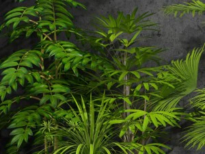 room plants 3D Model