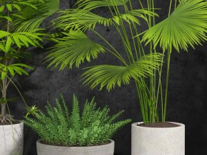 room plants 3D Model