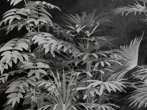 room plants 3Dモデル