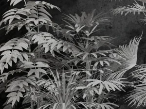 room plants 3D Model