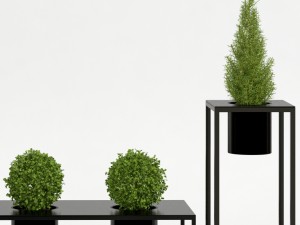 room plants 05 3D Model