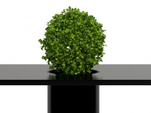 room plants 05 3D Model