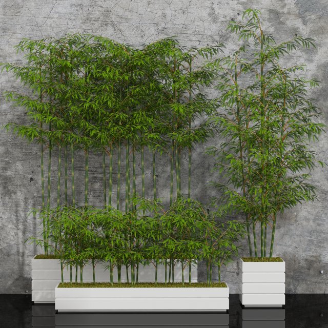 room plants bamboo 3D Modell .c4d .max .obj .3ds .fbx .stl .blend 