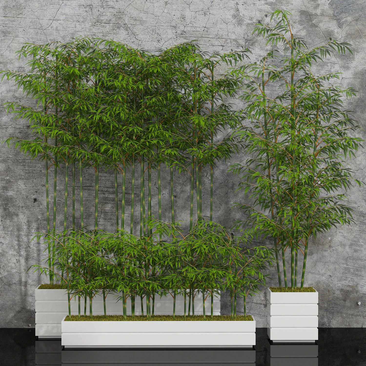 room plants bamboo 3D Model .c4d .max .obj .3ds .fbx .stl .blend